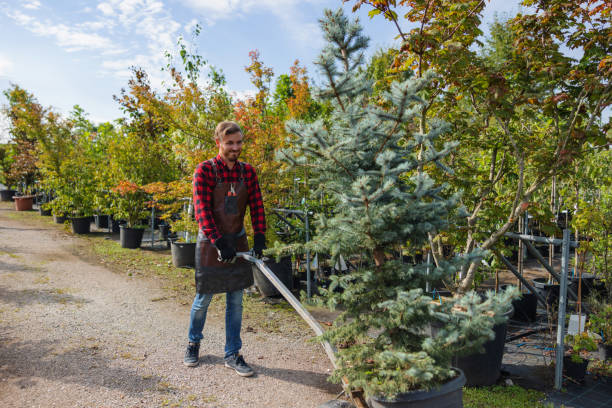 Best Tree Removal  in Waterford, CA